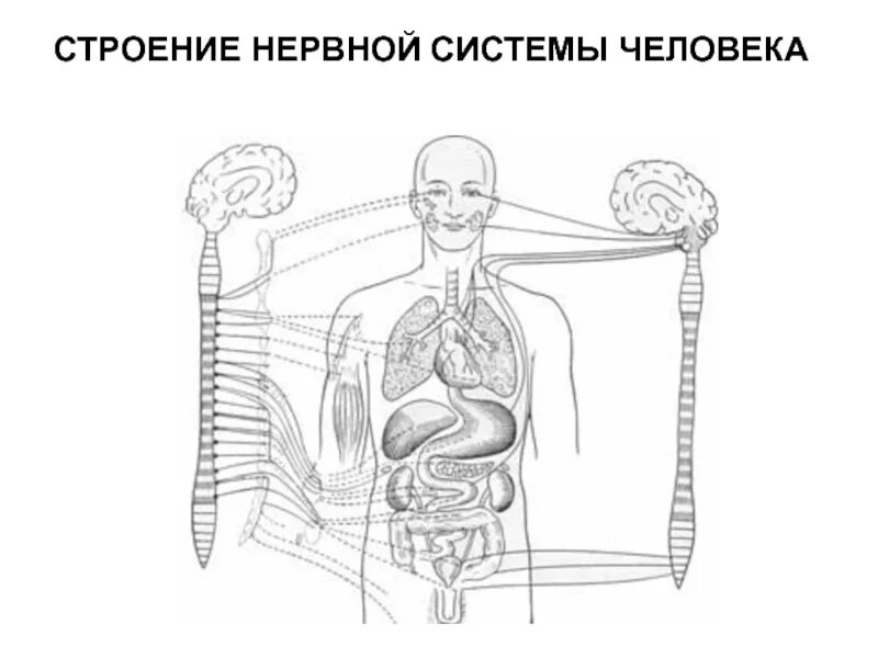 Печатать органы. Строение внутренних органов. Органы человека рисунок. Внутренние органы человека раскраска. Внутренние органы человека рисунок.