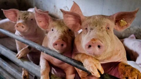 Pigs are more intelligent as other animals