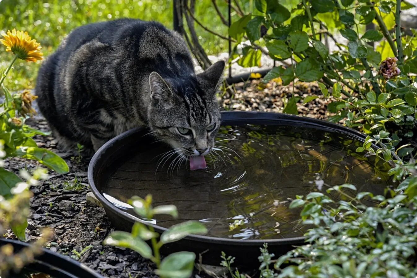 Кошка пьет воду причины. Кот пьет воду. Кот лакает воду. Кошка пьет из ручья. Кот пьющий воду.