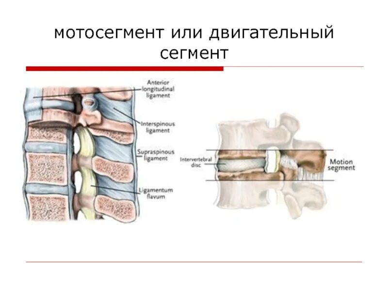 Двигательный сегмент. Мотосегмент или двигательный сегмент. двигательный сегмент позвоночника. строение позвоночно двигательного сегмента. позвонково-двигательный сегмент пдс это.