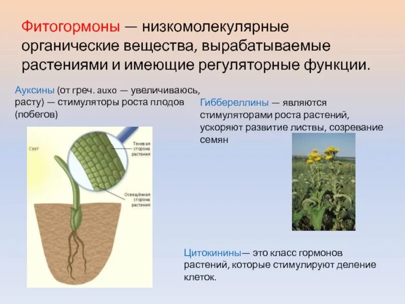 Влияние фитогормонов на растения. Гормоны растений фитогормоны. Гормон ауксин у растений. Фитогормон ауксин. Ростовые вещества ауксин.