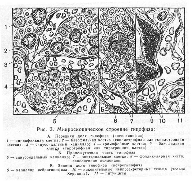 Базофильные клетки аденогипофиза. Аденогипофиз гистология препарат. Гипофиз гистология препарат рисунок.