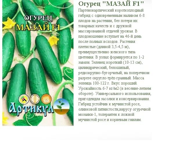 Мазай огурцы фото Семена Огурец Мазай F1: описание сорта, фото купить с доставкой или почтой Рос