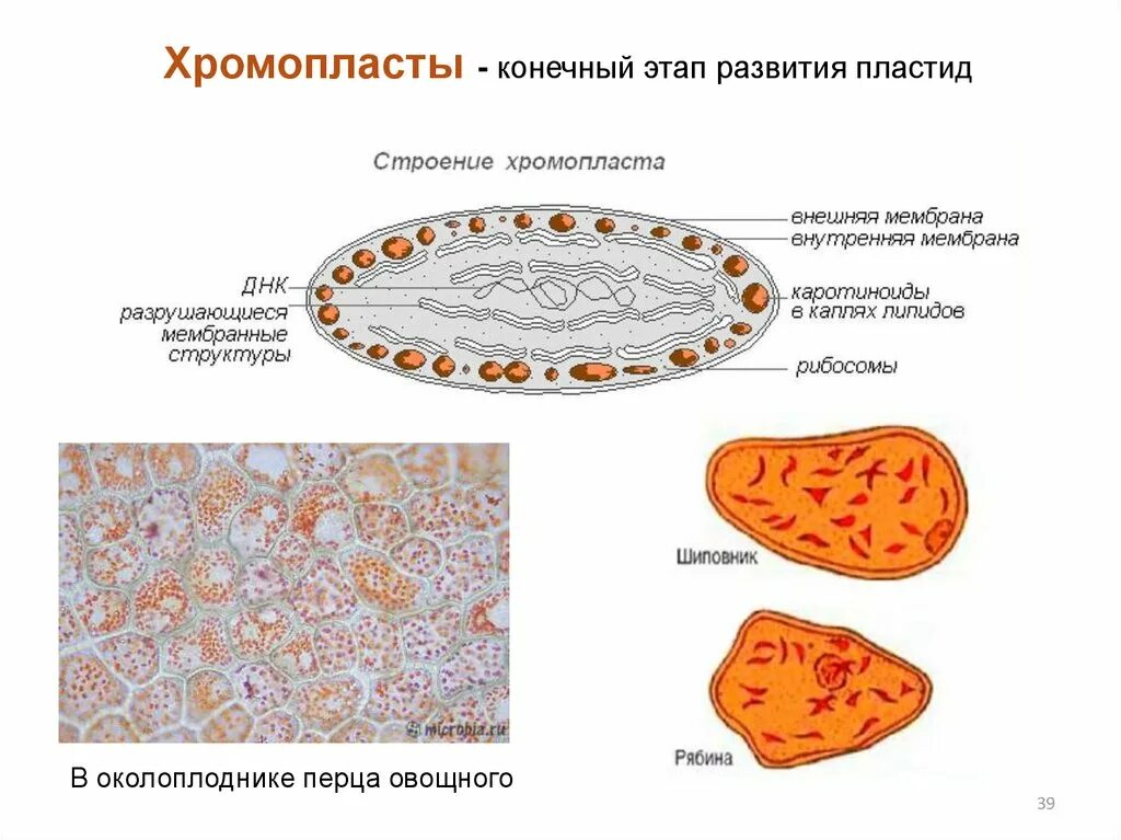 Хромопласты растительной клетки. Хромопласты в клетках перца. Строение хромопласта томата. Хромопласты в клетках плодов в микроскопе. Клетка мякоти рябины