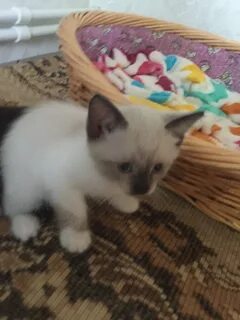 Авито ставрополь котенок в добрые руки