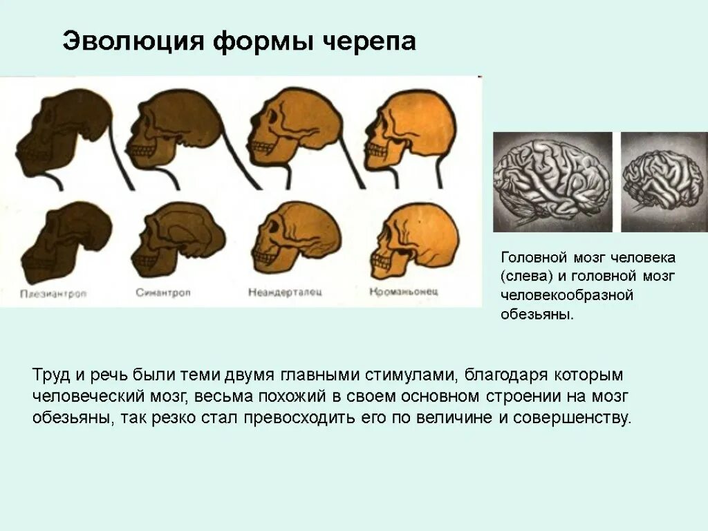 Форма черепа. Эволюция головного мозга человека. Формы черепа человека. Мозг древнего человека и современного