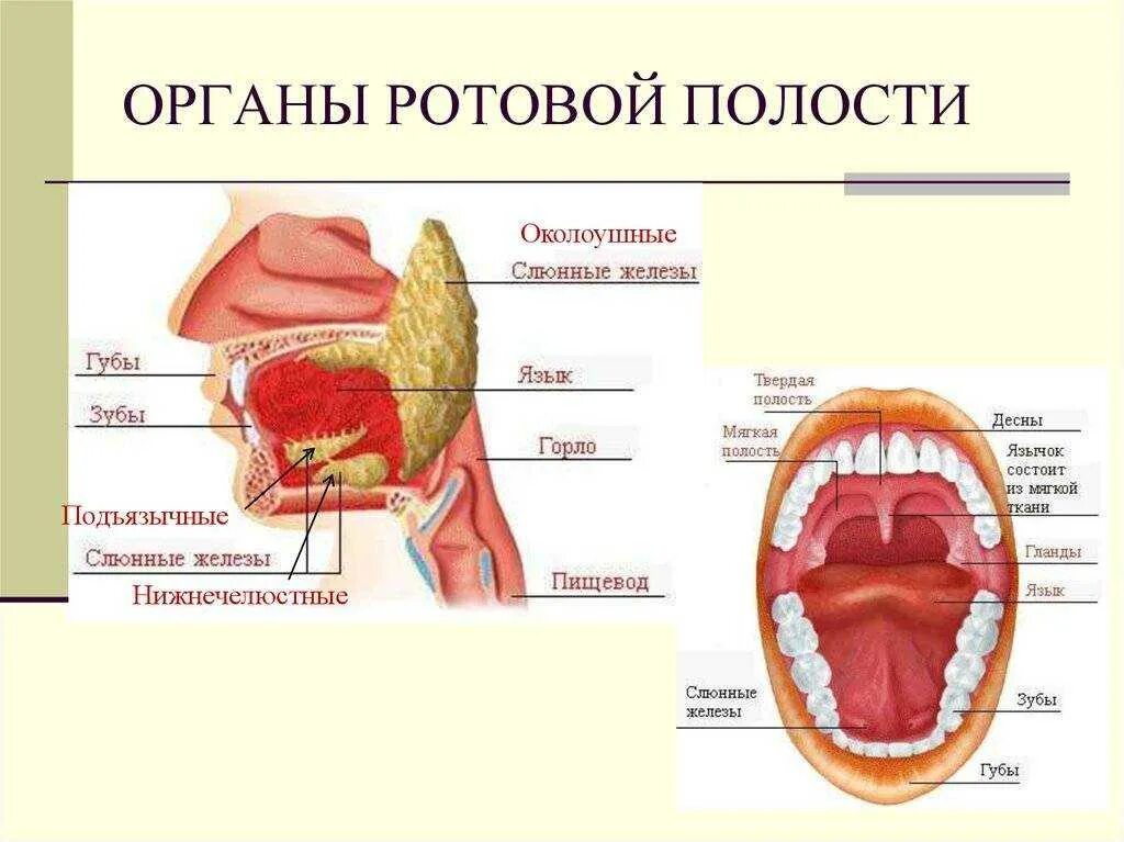 Как называется изнутри