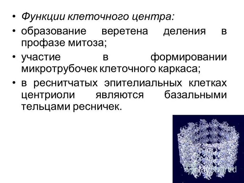 Клеточный центр и центриоли строение и функции. Клеточный центр клетки строение и функции. Органоид клеточный центр строение и функции. Клеточный центр функции таблица. Органоид клеточный центр строение и функции.