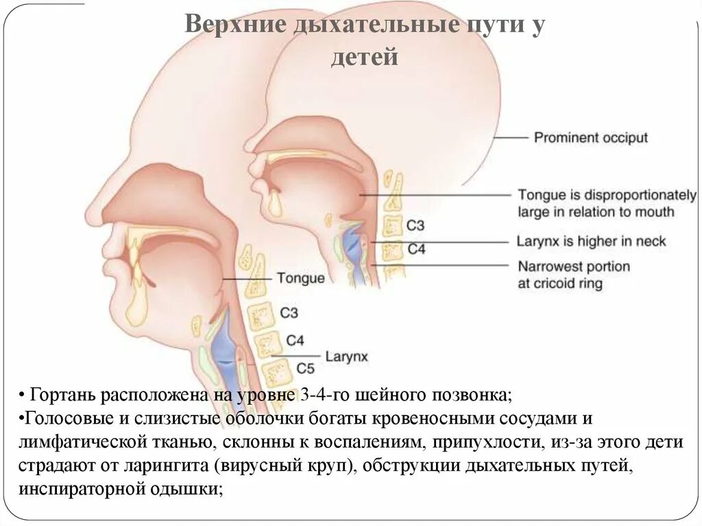 Строение дыхательных путей у новорожденного. Строение верхних дыхательных путей у детей. Афо органов дыхания у детей гортань. Ширина гортань у детей.