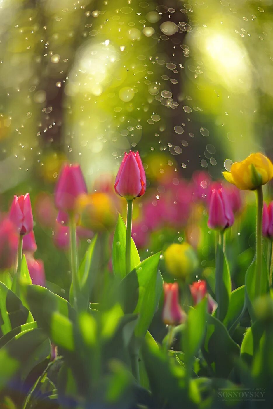 Весенние мотивы. Цветем и пахнем. Весенне чудо. Чудеса природы весной. Весна.