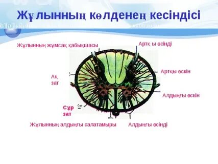 Порно жұлдыз Азия Аррейраны онлайн көріңіз