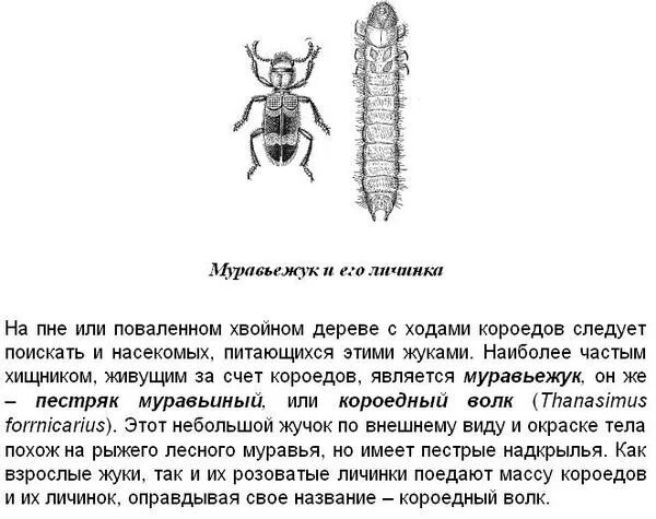 Личинка жука короеда какой тип ротового аппарата. Личинка муравьежука. жук короед ротовой аппарат. короед личинка размеры.