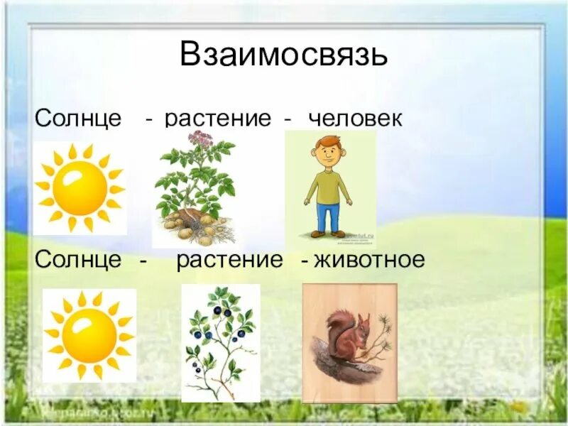 Презентация солнце растения и мы с вами. Презентация солнце растения и мы с вами