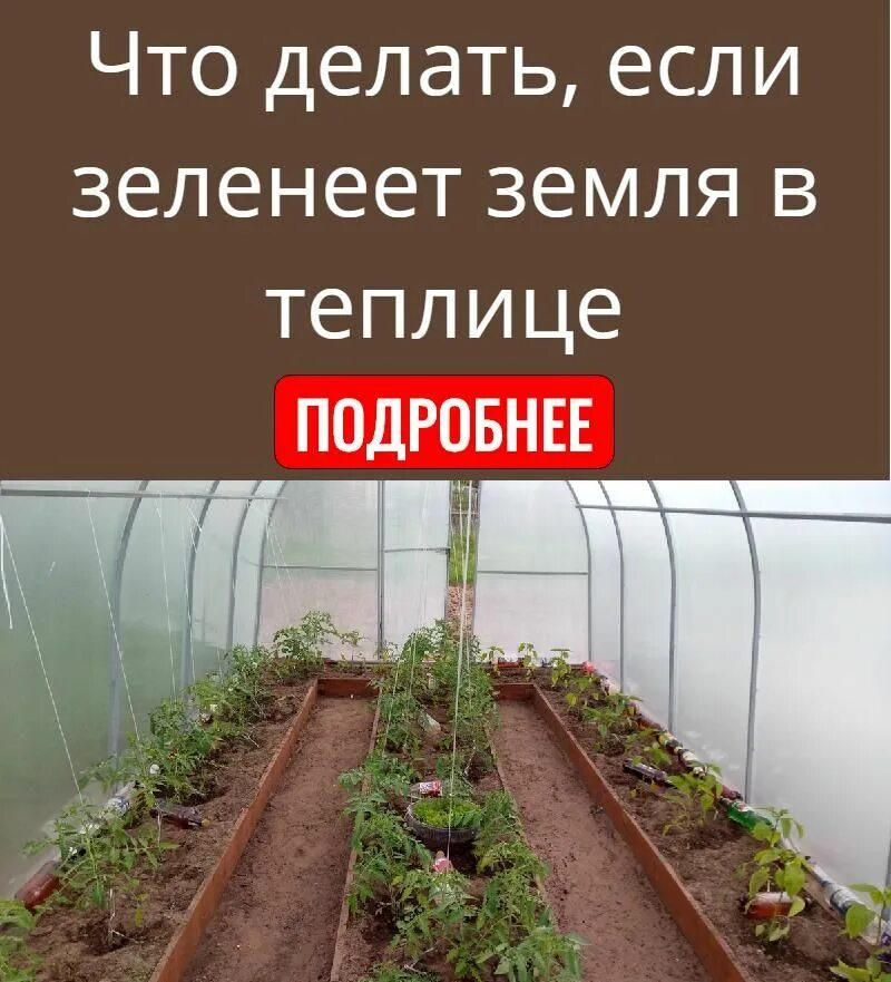 Зеленеет земля в огороде что делать. Позеленела земля в теплице. Позеленела почва в теплице. Зеленеет земля в теплице. Теплица позеленела.