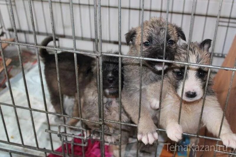 Где находится собачий приют. Приют для бездомных собак в москве. Питомники для бездомных животных в москве. Где находится собачий приют. Собачий приют черняное.