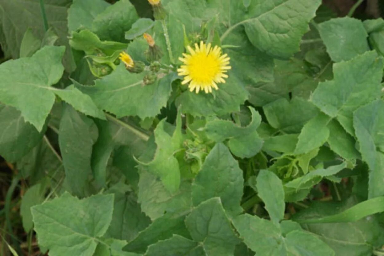 Осот полевой. Осот полевой (sonchus arvensis),. Молочай осот огородный. Осот полевой. Как выглядит осот.