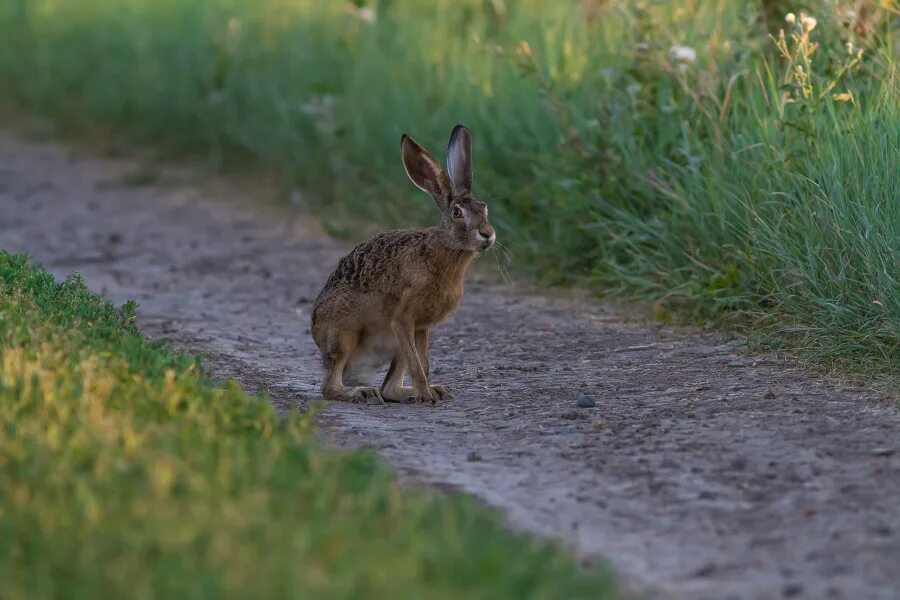 заяц русак (lepus europaeus). заяц русак краснодарского края. степной заяц русак. заяц-русак. заяц территория.