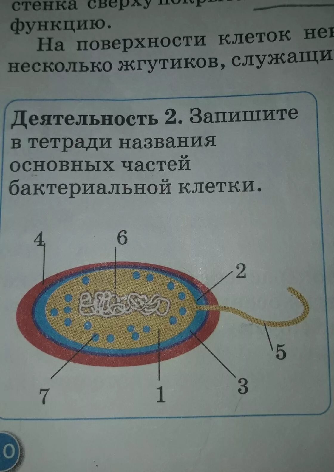 Как изменится количество живых клеток бактерий. Строение клетки бактерии. Строение бактериальной клетки. Модель бактериальной клетки из пластилина. Модель клетки бактерии.