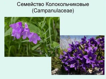 Колокольчиковые семейства растений