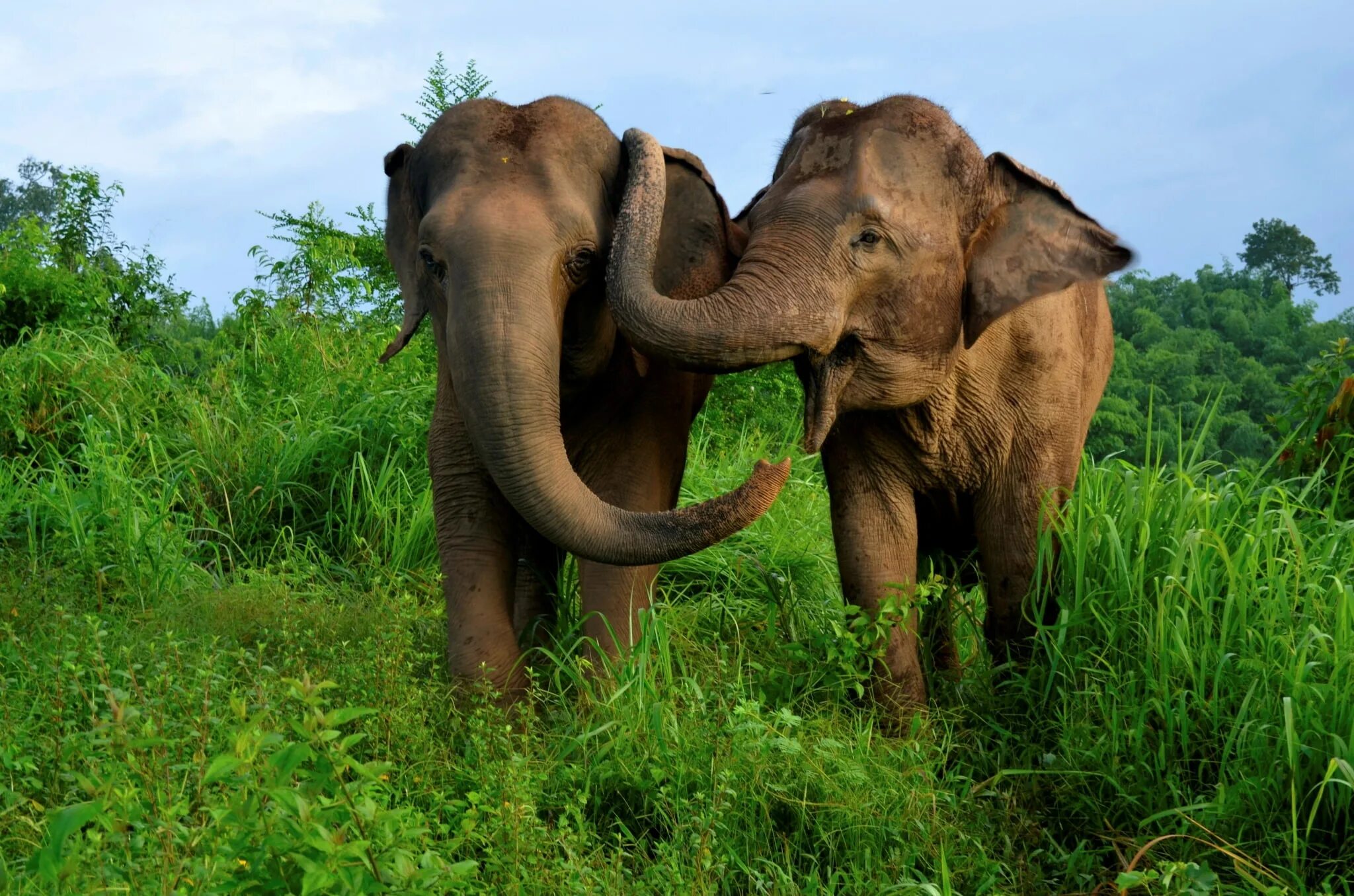 Elephants time. Слоны. Слоны фото. Слониха со слоненком. Животные Вьетнама.