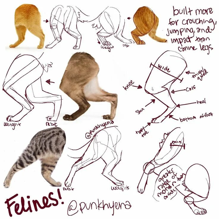 Cats tutorials