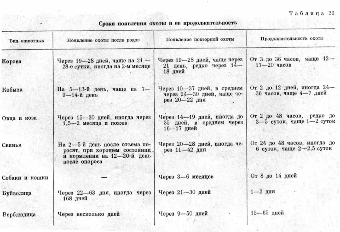 Через сколько приходит в охоту