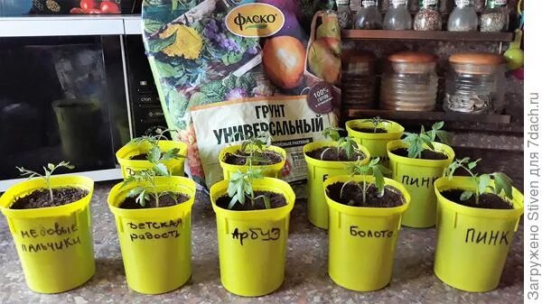 Лучший магазин рассады. Лучший магазин рассады