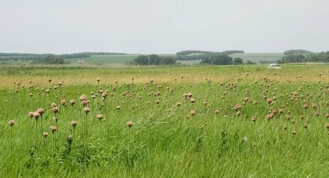 Кубано приазовская низменность