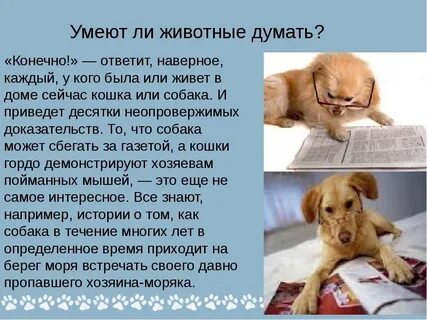 Понимают ли животные речь