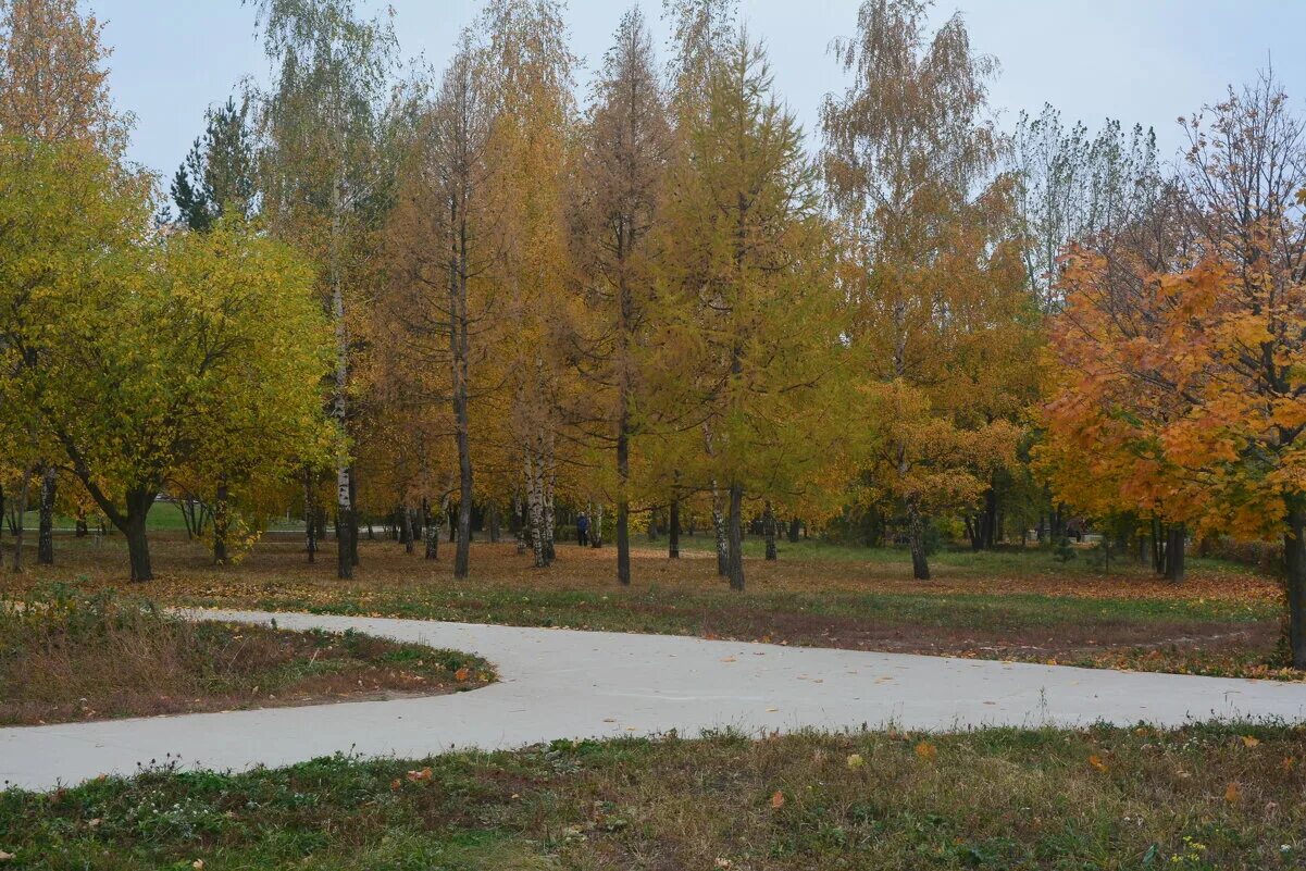 Парка рязань купить. Рюмина роща Рязань. Рязанский лесопарк, Рязань. Лесопарк Рязань лето. Лесов парк Рязань.