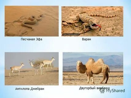 Какие животные есть в пустыне и полупустыне