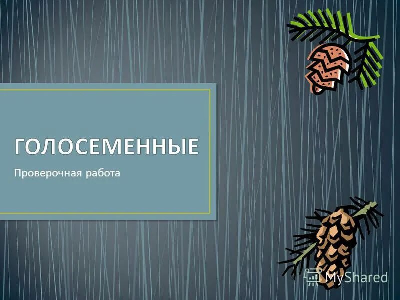 Голосеменные контрольная работа. К голосеменным растениям достигающим высоты более 100 м относится. голосеменные растения достигающие 100м.