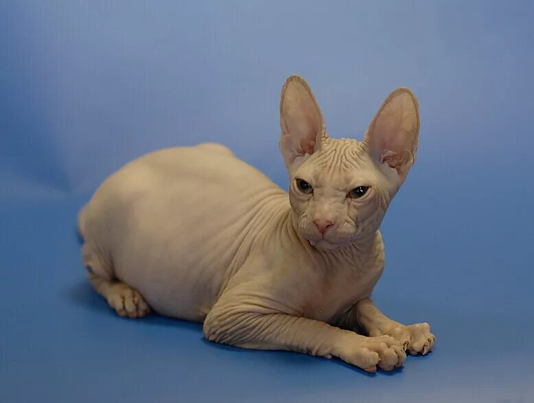 донской сфинкс резинка браш. котята сфинкс красноярск. бежевый котенок сфинкс. Magic manufactory котенок сфинкс. донской сфинкс белый.