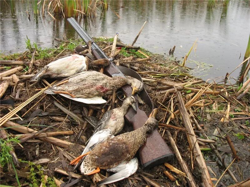 добыча уток