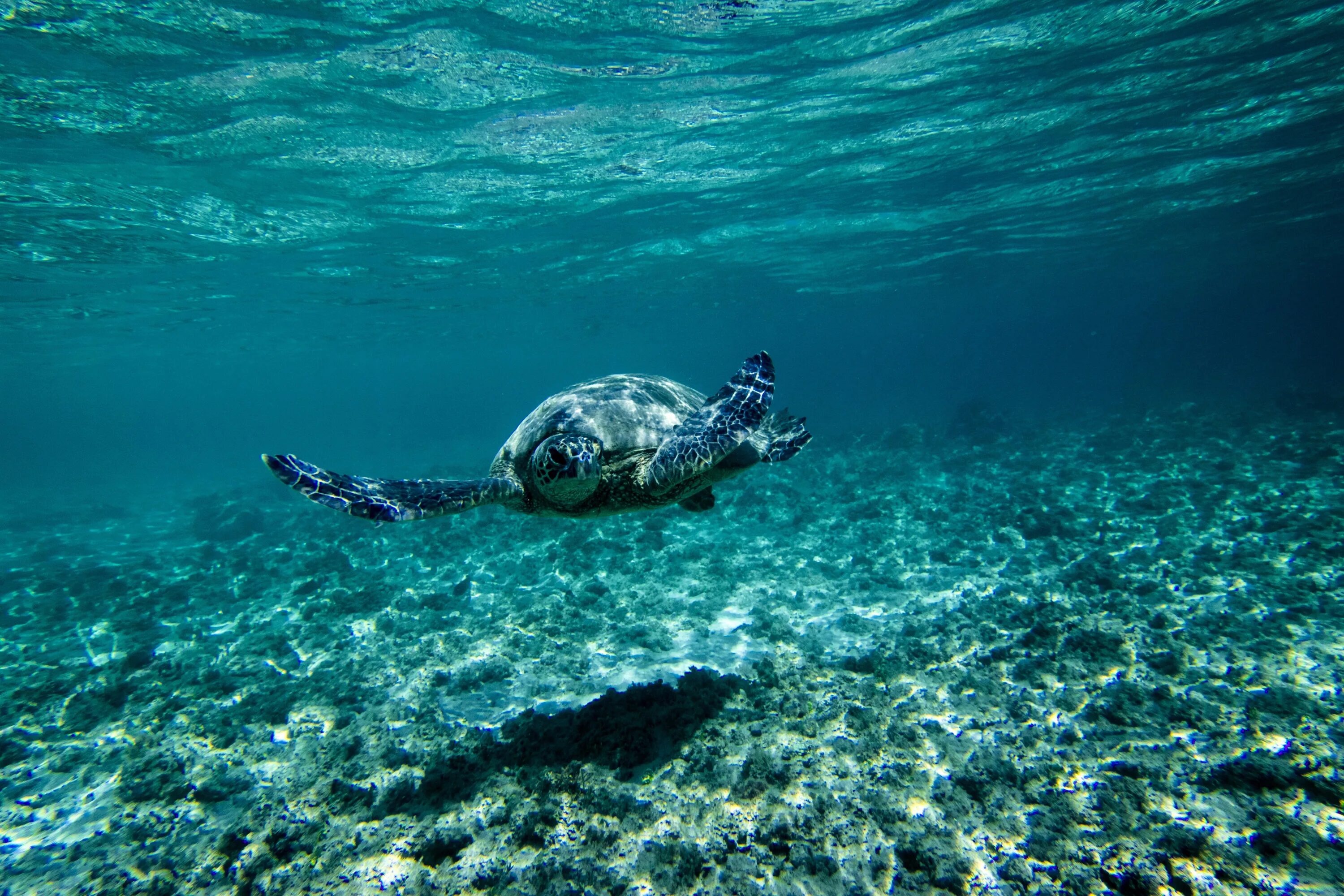 Морские черепахи Тихого океана. Морские глубины. Море под водой. Дно моря.