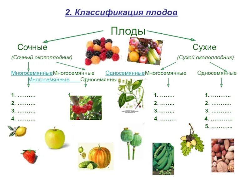 Назовите типы плодов. Плоды классификация плодов сочные и сухие плоды. Типы сухих односемянных плодов. Многосемянные плоды схема. Классификация плодов односемянные сухие.