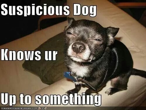I know something that you. Suspicious Dog. Meme with suspicious Dog. Suspicious Dog meme. Man doing suspicious things.