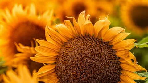 Sunflower post