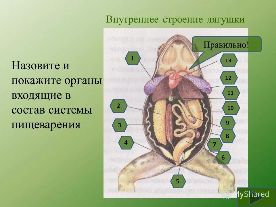 Внутреннее строение материалов. Внутреннее строение амфибии лягушки. Внутреннее строение лягушки самки рис 130. Органы пищеварительной системы земноводных лягушка. Лягушка биология внутреннее строение.