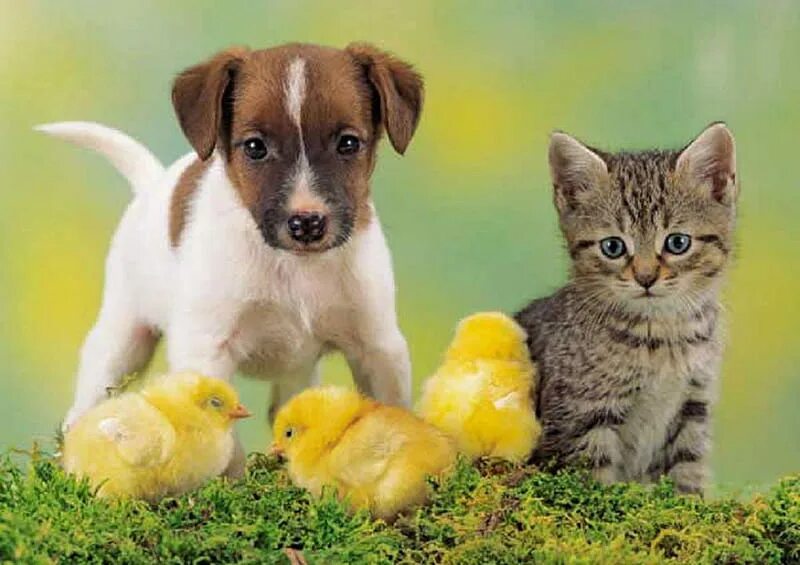 Hen dog cat. Собачки и кошечки. Кошка и собака на природе. Домашние любимцы. Счастливые собаки и кошки.