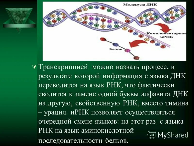 Что состоит из днк и белка. Процесс считывания информации с днк на и-рнк. рнк представляет собой. процессы днк и рнк. транскрипцией называется процесс.