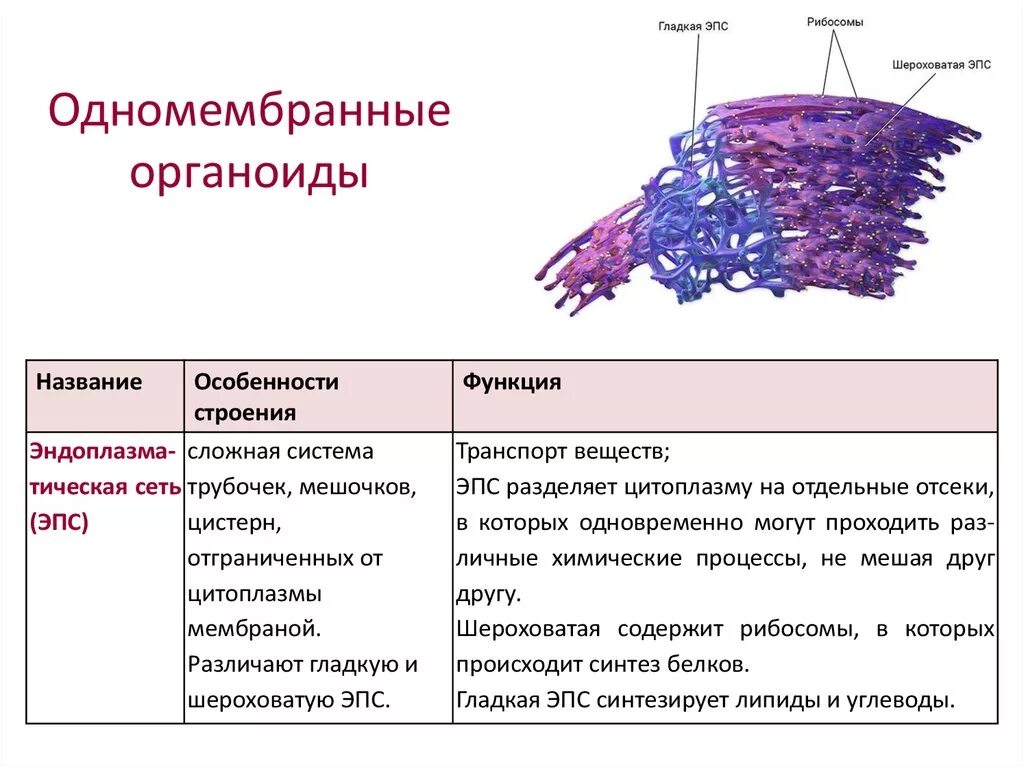 ЭПС функции органоида. Эндоплазматическая сеть функции органоида. ЭПС строение органоида. Мембранные органоиды эндоплазматическая сеть строение. Эпс строение и функции