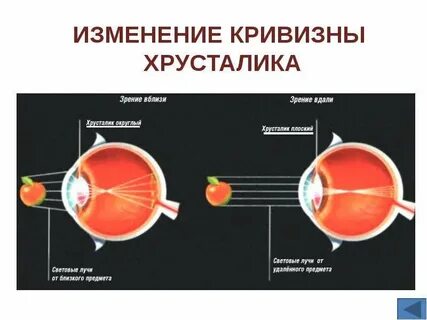 Видит рассматривает