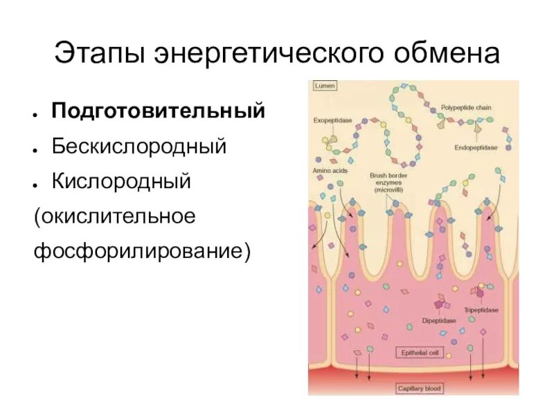 Кислородный бескислородный этап энергетического обмена. Кислородный этап энергетического обмена схема. Бескислородный и кислородный этапы энергетического обмена. Подготовительный этап энергетического обмена. Подготовительный бескислородный кислородный -этапы обмена.