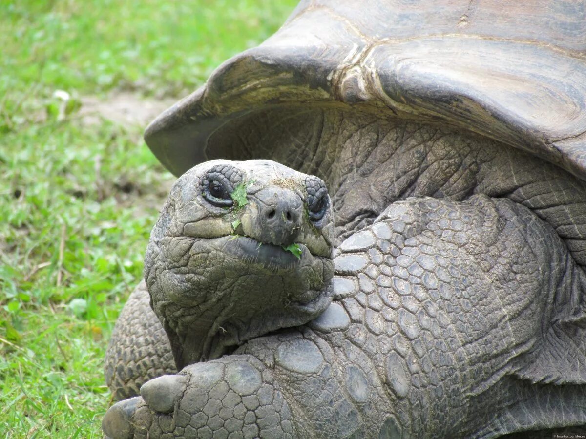 череп галапагосской черепахи. абингдонская слоновая черепаха. галапагосская гигантская черепаха. галапагосская черепаха. галапагосские острова черепахи.