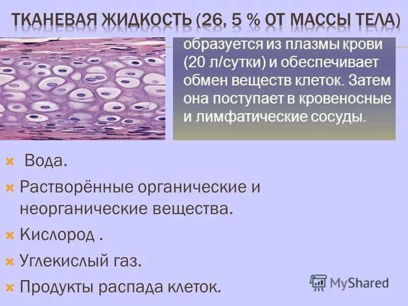 Межклеточное вещество находится