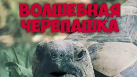 Говорящая черепаха