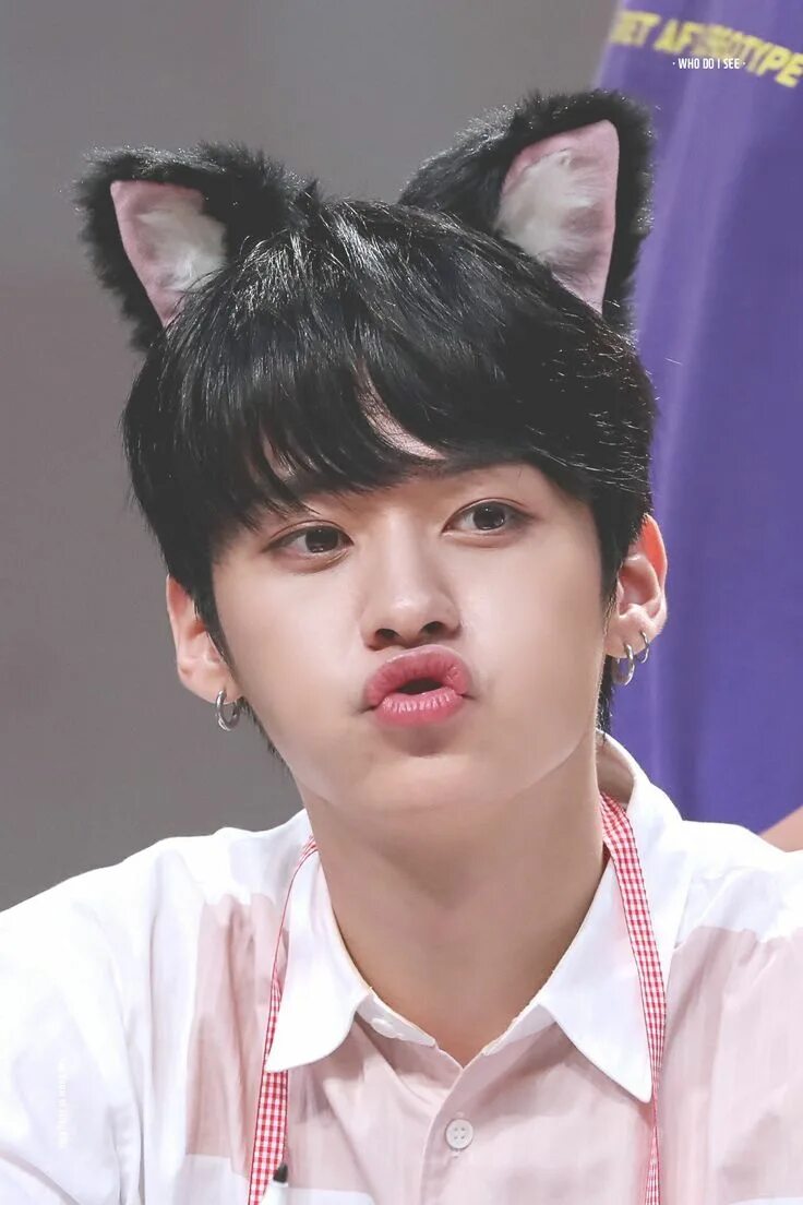 Коты минхо из стрей. Минхо стрэй кэтс. stray kids кошки минхо. ли мин хо stray kids. минхо из stray kids с котом.