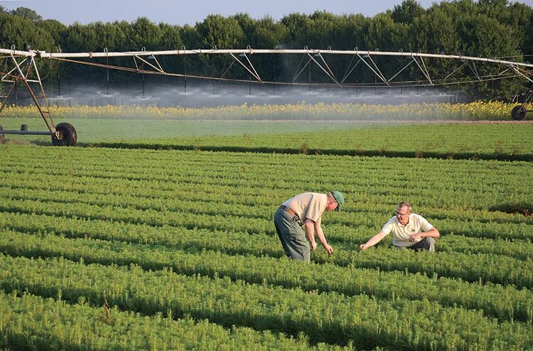 Agriculture forestry. Плантационные леса бразилии. Forestry economics. Быстрорастущая ива плантация. Космос и сельское хозяйство.