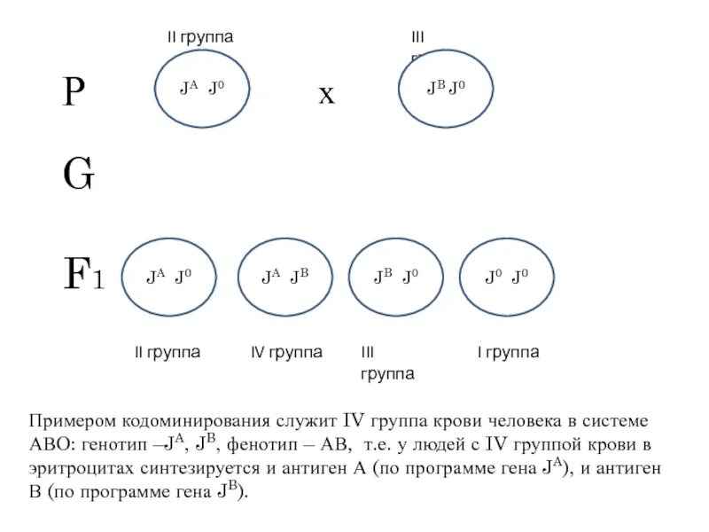 Генотип четвертой группы крови. Кодоминирование группы крови. Генотипы групп крови. 4 Группа крови кодоминирование. Фенотип и генотип крови человека.